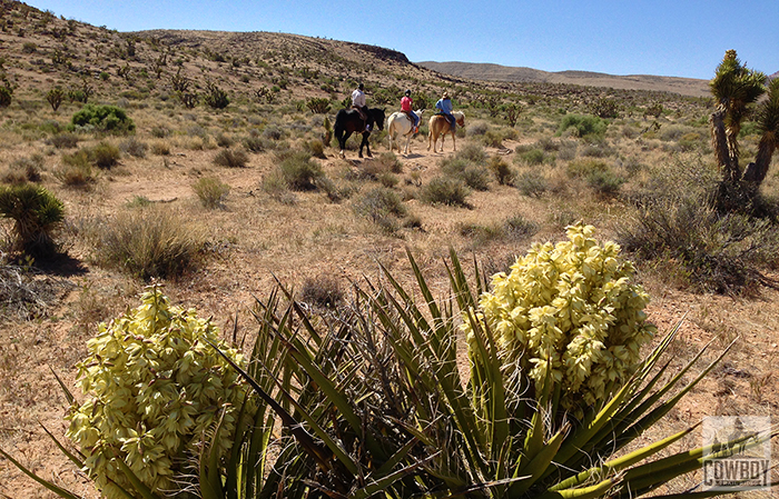 A view of a yucca in bloom while Horseback Riding in Las Vegas at Cowboy Trail Rides in Red Rock Canyon